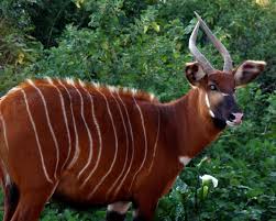 Pin By Elisabeth Ek On Animals African Wildlife African Animals Antelope
