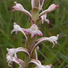 Image result for Satyrium