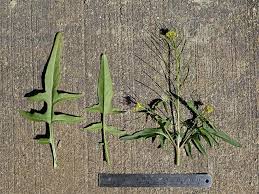 Image result for Sisymbrium