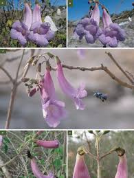 We did not find results for: Pollination In Jacaranda Rugosa Bignoniaceae Euglossine Pollinators Nectar Robbers And Low Fruit Set Milet Pinheiro 2009 Plant Biology Wiley Online Library