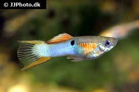 Poecilia Reticulata Lebiste