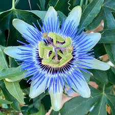 Image result for Passiflora caerulea