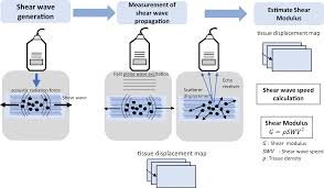 Ultrasound Elastography Compression Elastography And Shear