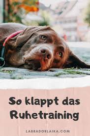 Pin Auf Tipps Bindung Zwischen Mensch Hund