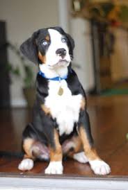 He is a very social greater swiss mountain dog pup ready for any adventure that comes his way. 120 Best Greater Swiss Mountain Dog Ideas Greater Swiss Mountain Dog Swiss Mountain Dogs Mountain Dogs