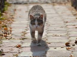 Cats can find their way back home if lost this is because of a feline's internal compass reacts to different magnetic fields on the. How Do Cats Find Their Way Home Secrets From Experts