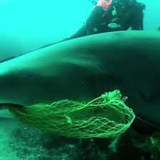 Youtube | Un tiburón de arrecife muerde en la cabeza a un buceador Un tiburón de arrecife muerde en la cabeza a un buceador - AS.com