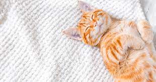 What Dreaming About Cats Mean Sepicat