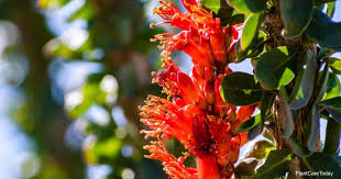 Ocotillo are native in arizona, and have many long whip like and spined branches, with bright orange flowers after spring and summer rains. Learn How To Care For And Propagate The Ocotillo Plant