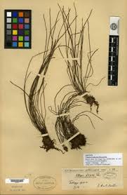 Image result for Vittaria reekmansii