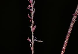 Image result for Microchloa