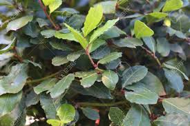 Image result for Lauraceae