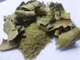 Pohon mangga yang sudah berbunga banyak namun akhirnya gugur tanpa ada satu pun yang jadi. Jual Simplisia Daun Mangga Di Lapak Simplisia Herbal Bukalapak