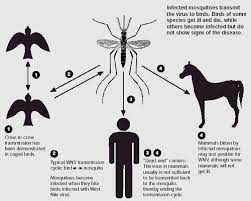 Case report.euro surveill sep 25;13(39) available on line: Another Death From West Nile Virus In Romania Novinite Com Sofia News Agency