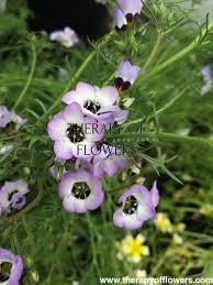 Image result for Felicia grantii