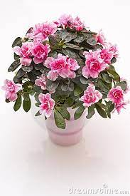 Collections Contribution Request Part Viii Affiliate License Information Ad Azalea Flower Flower Vases Azaleas