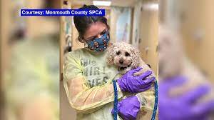 Maybe you would like to learn more about one of these? Coronavirus Nj Dog In New Jersey Who Lost Both Owners To Covid 19 Looking For Loving Home Abc7 New York