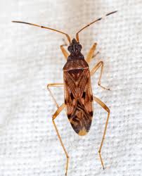 Image result for Otiophora