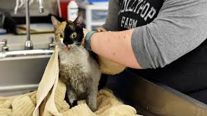 Cats are obligate carnivores and need to be fed like carnivores to be optimally healthy. Humane Society 97 Cats Survive House Fire In Perinton New York Some Injured Abc7 New York
