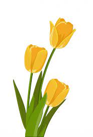 Species tulip bulbs, darwin tulip bulbs, single early tulips Tulips Tulip Yellow Flower Flowers Free Image From Needpix Com