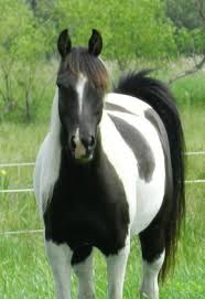 Black And White Mustang Horse For Sale Black And White Pintabian Mare Pintabian For Sale In Chili Wisconin Horseclicks Araber