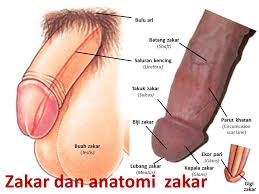 Maybe you would like to learn more about one of these? Zakar Dan Anatomi Zakar Wannura Anatomi