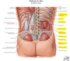 And reach, pull and extend your arms and torso. Kidney Location From The Back Side Of The Human Body