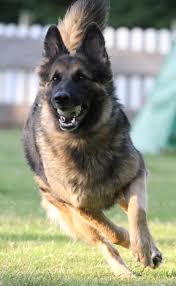Für sie empfehlen sich hunderampen als bequeme einstieghilfe. Deutscher Schaferhund Was Sie Uber Ihn Wissen Und Beachten Sollten