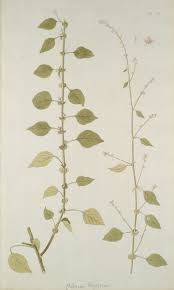 Image result for Celosia trigyna