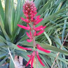 Image result for Erythrina falcata