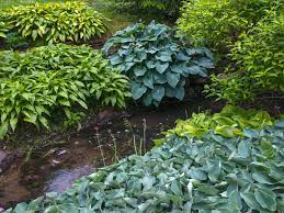 Check spelling or type a new query. 12 Colorful Hosta Types For Your Garden