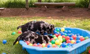 The businesses listed also serve surrounding cities and neighborhoods including palmdale ca, lancaster ca, and acton ca. Picking A Doggie Daycare Is Dog Daycare The Right Choice For My Pup