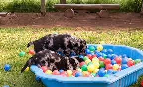 Maybe you would like to learn more about one of these? Picking A Doggie Daycare Is Dog Daycare The Right Choice For My Pup