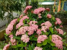 Penuh warna yang sangat indah untuk memadukan nuansa tenang di rumah. Jual Berbagai Macam Jenis Tanaman Hias Asoka Sinox Nursery
