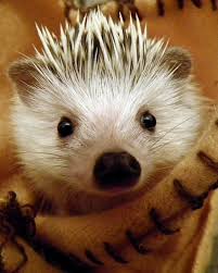 Pin Von Mijika Auf Hedgehog Igel Tiere