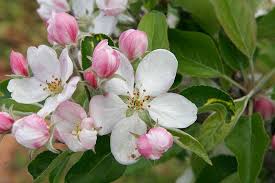 State Flower Apple Blossom Pictures Of Arkansas Bing Images Apple Blossom Festival Apple Blossom Apple Blossom Flower