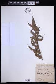 Image result for Pseudocyclosorus