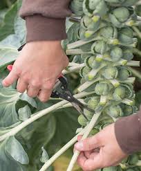 To grow brussel sprouts from seeds, you first have to determine your usda hardiness zone and find your final frost date for the year. Brussels Sprouts Growing Information How To Sow Care For Harvest