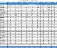 growth chart merle yorkies yorkiepuppygrowthchart puppy