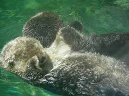 They do live in large family groups. Cuteness Personified Sea Otter Sea Otters Holding Hands Otters