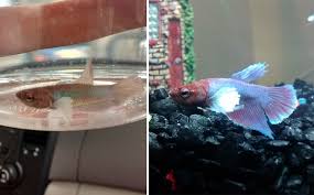 309 Before After Pics Show The Difference A Day Of Adoption Can Make To A Shelter Pet Betta Fish Betta Animal Shelter Quotes