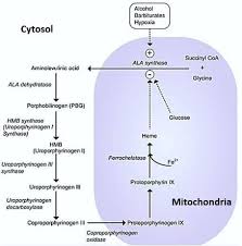 Heme Synthesis And Defects Simplified Epomedicine Medical Mnemonics Biochemistry Medical