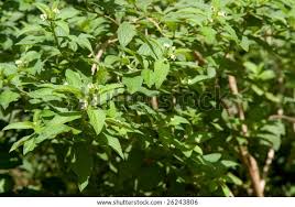 Image result for Lippia javanica