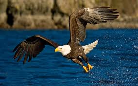 Check spelling or type a new query. Bald Eagle Wallpaper Hd 002
