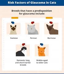 Unfortunately, by the time symptoms arise significant vision impairment has often already occurred. Glaucoma In Cats Causes Signs Treatment Canna Pet