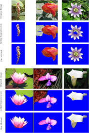 Classification of flowers based on whorl region. Delving Deeper Into The Whorl Of Flower Segmentation Sciencedirect