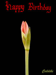 See more ideas about birthday gif, birthday, birthday greetings. Birthday Flower Gif Download Share On Phoneky
