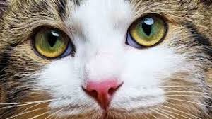 Kumis kucing (orthosiphon aristatus) adalah tanaman yang termasuk golongan famili lamicaeae/labiatae yang banyak dijumpai di banyak sekali obat dipasaran yang ditawarkan untuk mengobati jenis penyakit yang satu ini. 10 Cara Mengobati Mata Kucing Dengan Daun Sirih Paling Ampuh Arenahewan Com