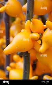 Image result for Solanum mammosum