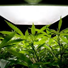 A few considerations for soil: Marijuana History